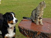 cat and dog